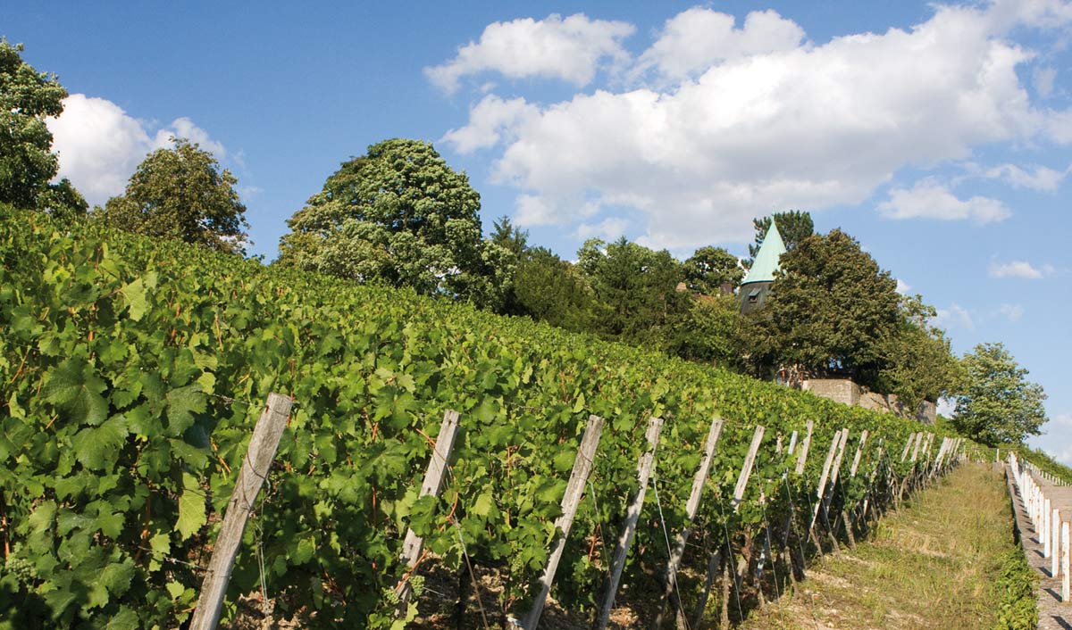 Weinberg am Stein: Ein perfektes Ausflugsziel für Wanderer und Weinfreunde